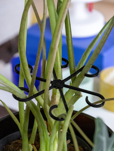 VineFrame™ – Stilfuld Planteholder
