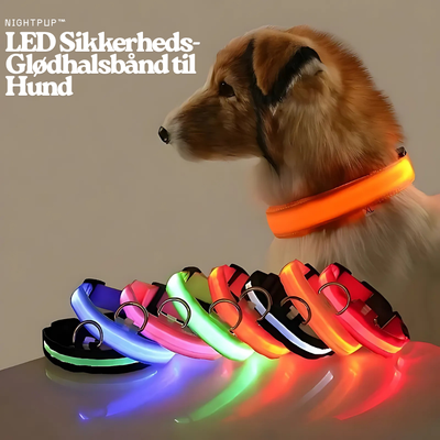 NightPup™ – LED Sikkerheds-Glødhalsbånd til Hund