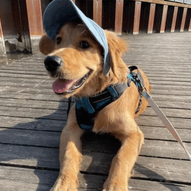 PawShade™ – Justerbar Beskyttende Solhat til Hunde